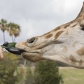 402-4157 Safari Park - Giraffe